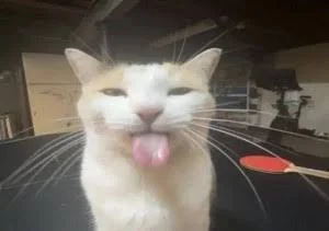 images.jpg